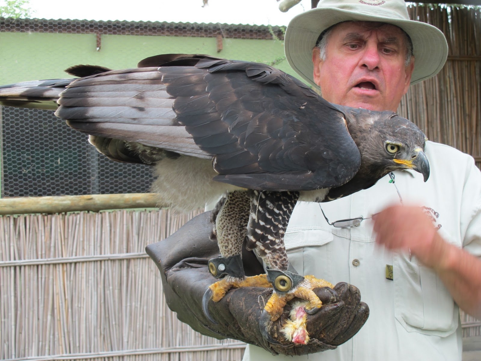 Rescued raptor in care at Moholoholo Rehabilitation Centre