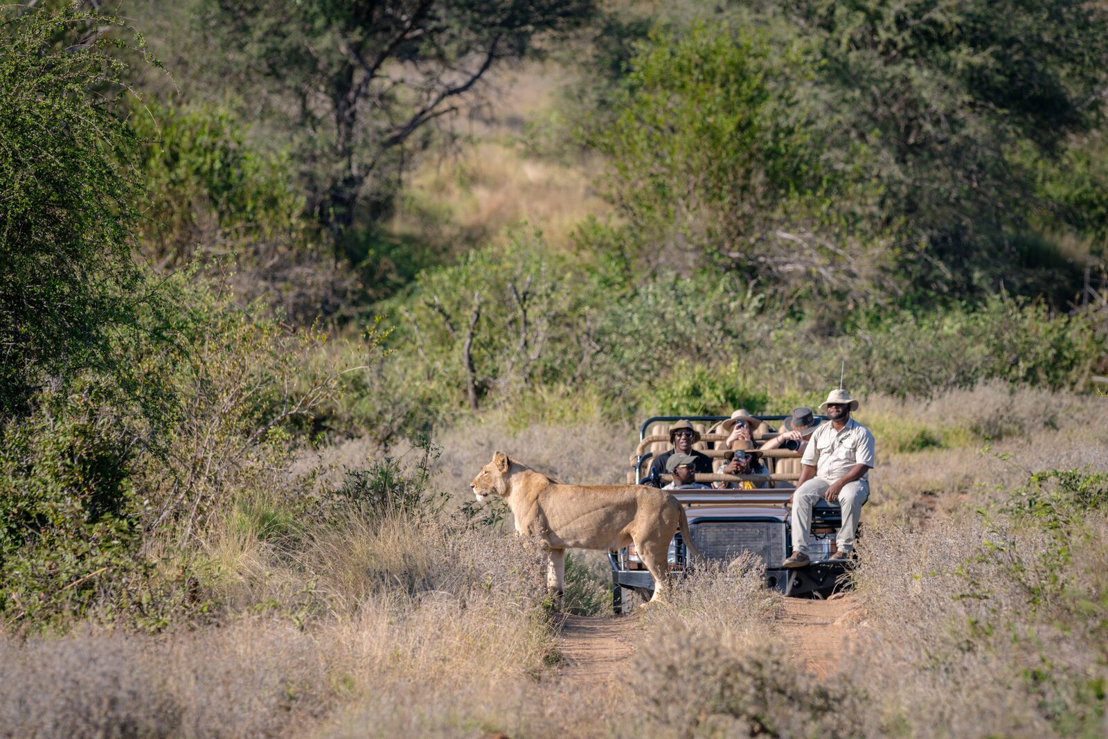 Open game viewer in the bush