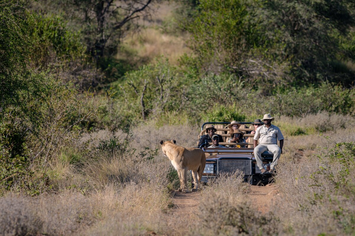 A lioness on the track in front of an open game-viewing vehicle