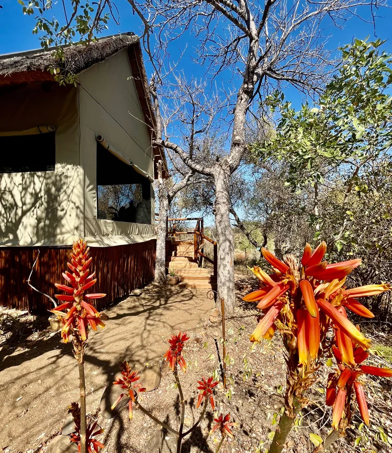 A tented suite exterior with flowering red aloes in the foreground