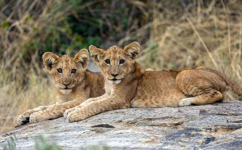Two lion cubs lying together on a rock in the sunshine