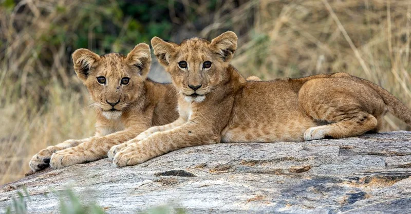 Two lion cubs lying side by side on a rock, looking towards the camera