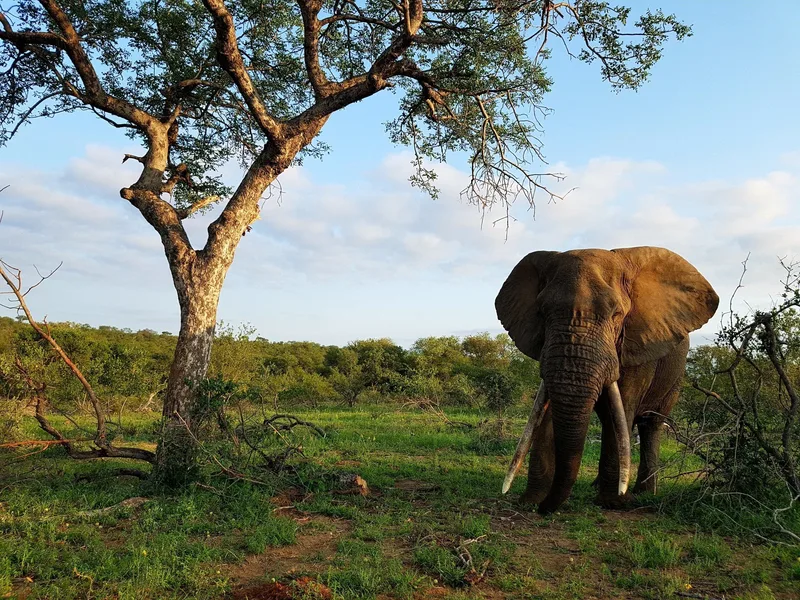 An elephant standing under a tree in a field