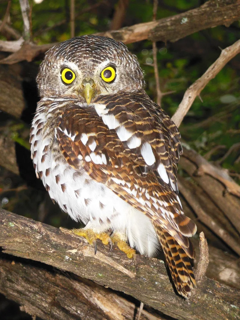 An African barred owlet perched on a branch, staring directly ahead