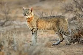 An African wildcat walking through dry grass, ears pricked and tail low