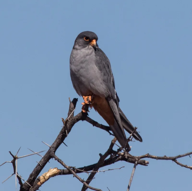 A male Amur falcon perched on a bare branch against a clear sky