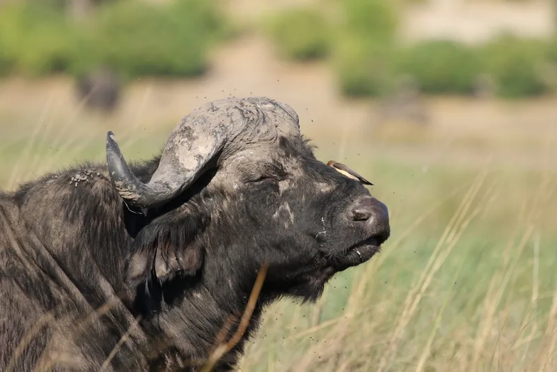 A buffalo bull standing in grass, head raised and looking towards the camera