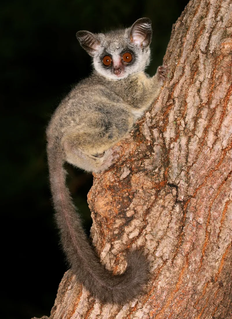 A Lesser Bush Baby — Galago moholi — caught in the spotlight on an evening game drive at Sausage Tree Safari Camp in Olifants West Nature Reserve