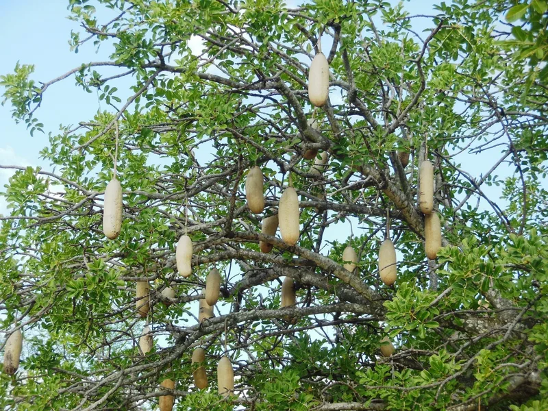 A sausage tree in full fruit, its long pods hanging from the branches