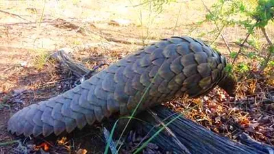 A pangolin walking over leaf litter, its overlapping scales catching the light