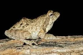 A foam nest frog resting on a branch against a black background