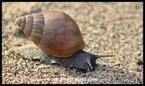 A giant African land snail on gravel, its shell tall and banded