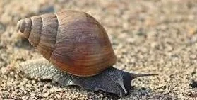 A giant African land snail on gravel, seen close up from the side