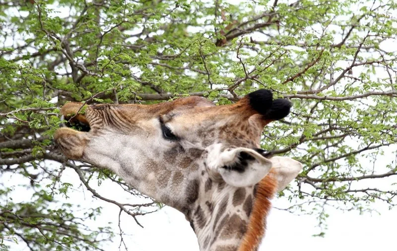 A giraffe browsing among the thorny branches of a knobthorn acacia