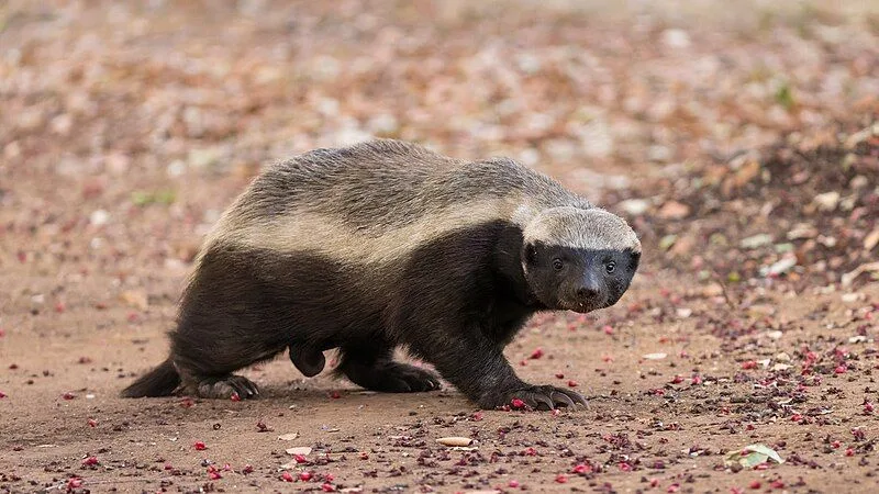 A honey badger crossing open sandy ground, head down and moving purposefully