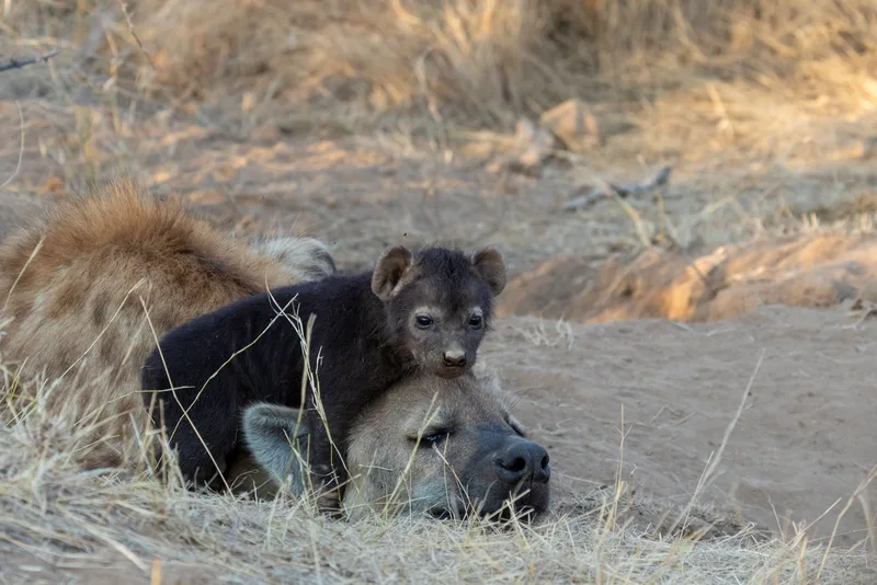 A baby hyena is laying on top of a mother hyena.