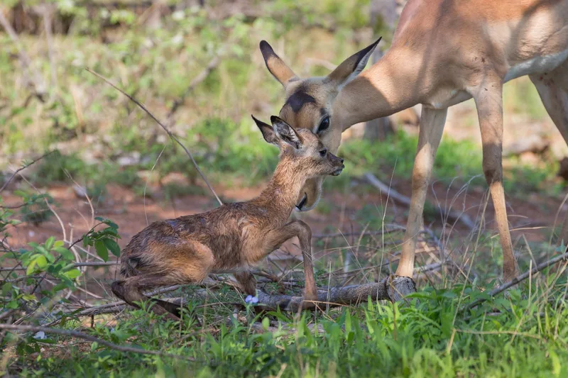 A newborn impala lamb lying in the grass beside its mother