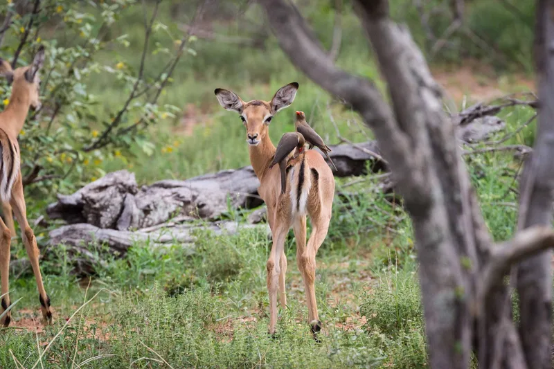 An impala standing alert among low bush and fallen branches