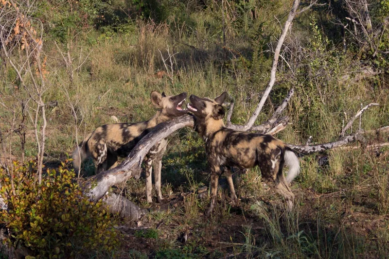 A pack of African wild dogs resting together in the shade of a fallen tree