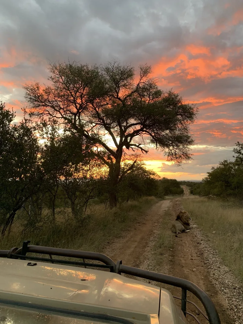 A dirt track ahead of a safari vehicle at sunset, with dramatic orange cloud