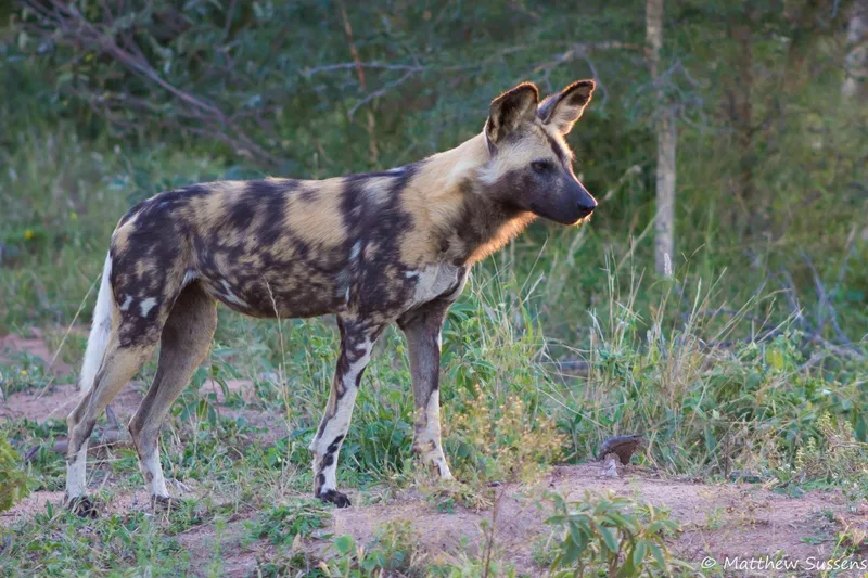 A wild dog is standing in the grass in the wild.