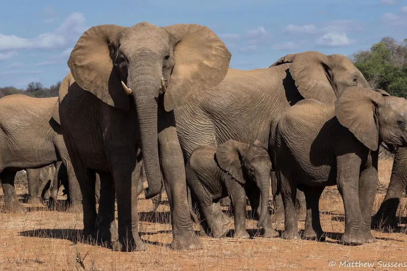 A herd of elephants standing together on open dusty ground