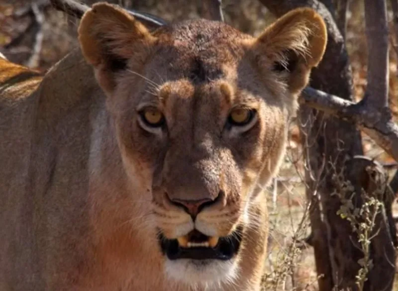 A close portrait of a lioness looking straight at the camera