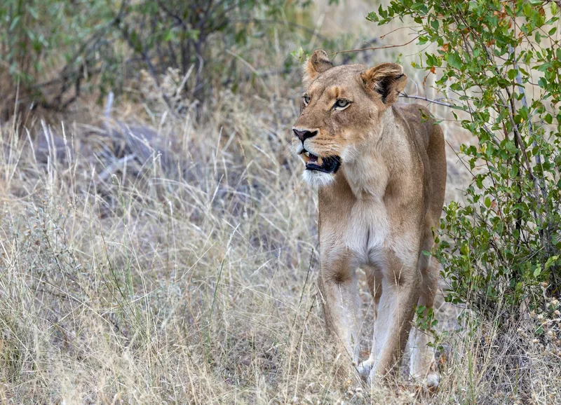 A lioness walking through tall dry grass, watching something ahead