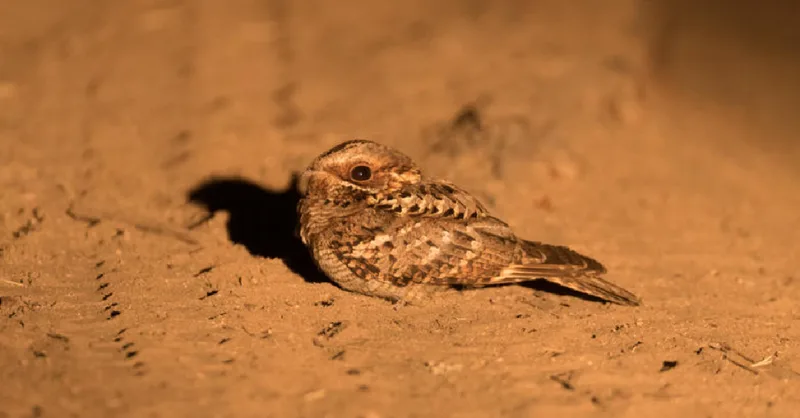 A small bird is sitting on the ground in the sand.