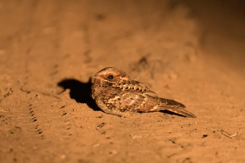 A nightjar resting on bare sand, its mottled plumage blending into the ground