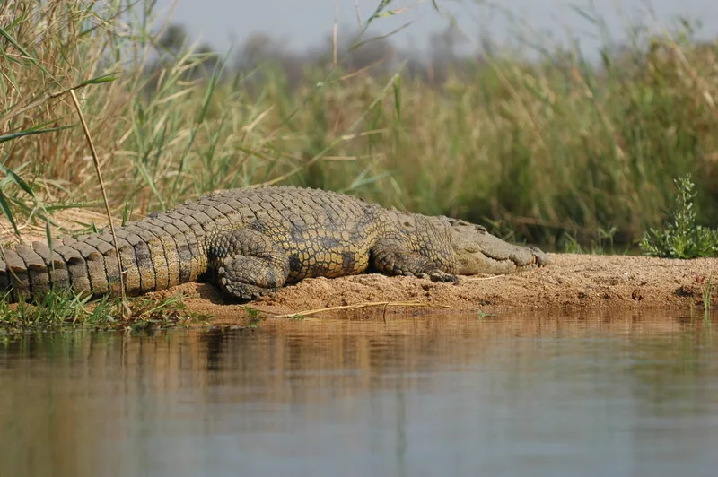A crocodile basking on the bank of the Olifants River