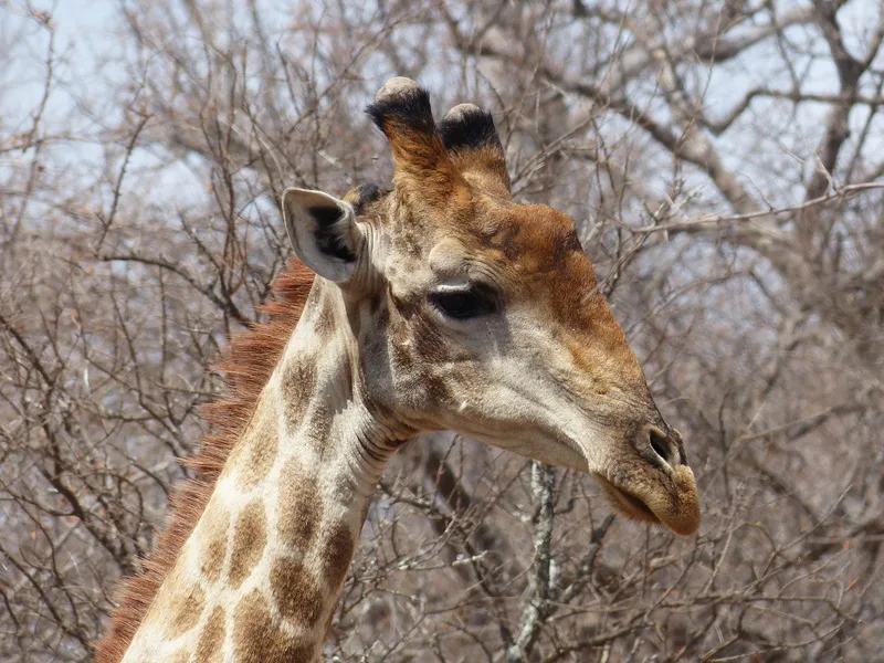 A giraffe's head and neck framed against bare winter branches