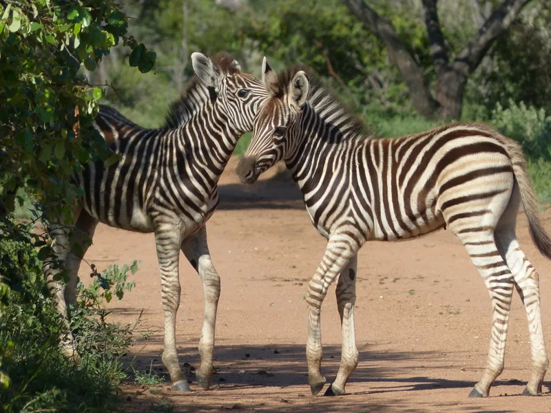 Two zebra standing head to tail on a sandy track in the bush