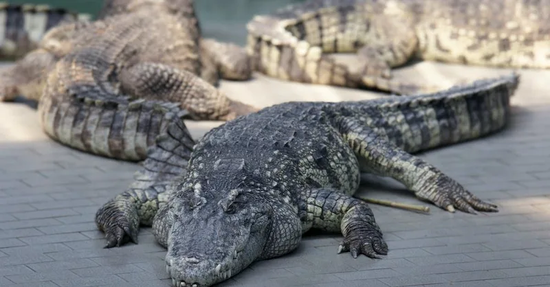 Several crocodiles resting together on a concrete bank at a reptile centre