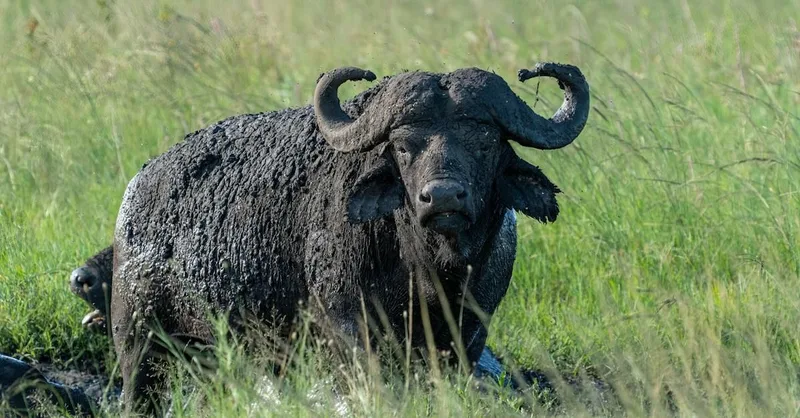 A buffalo bull standing in long green grass, its horns heavy and worn