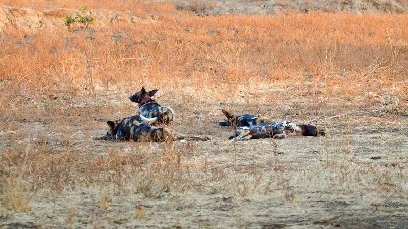 Two African wild dogs resting on open dry ground