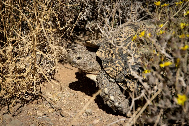 A flap-necked chameleon gripping a bare twig among dry vegetation