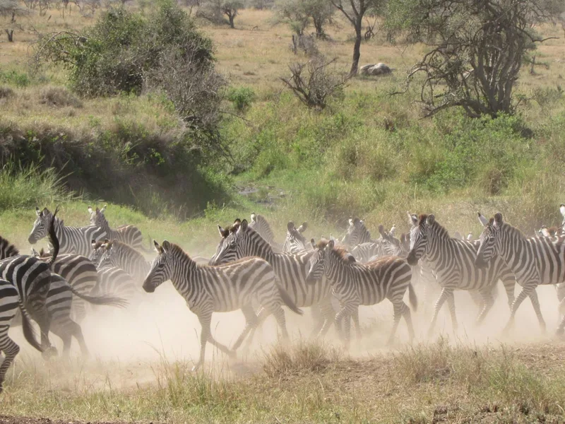 A herd of zebra moving at speed through the bush, raising dust