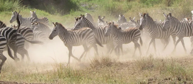 A herd of zebra galloping through dry grass in a cloud of dust