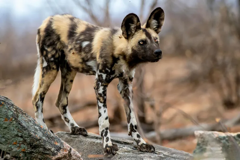 A pair of African wild dogs standing alert on a rocky outcrop in the bushveld