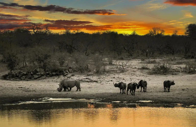 Elephants gathered at a waterhole at sunset, reflected in the still water