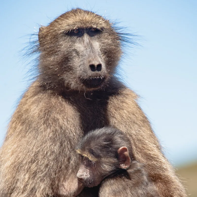 A mother baboon holding her infant close, both looking towards the camera