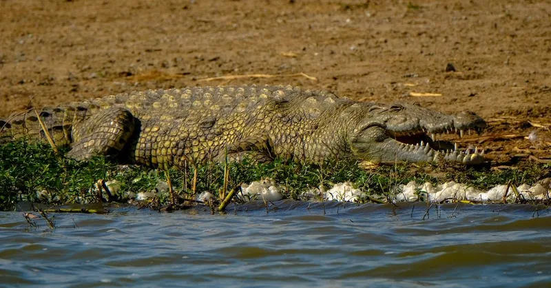 A crocodile lying on a sandy riverbank at the water's edge