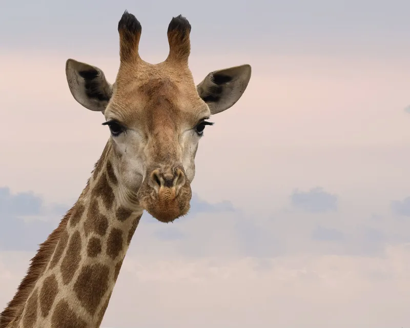 A giraffe's head and neck against a soft pink evening sky