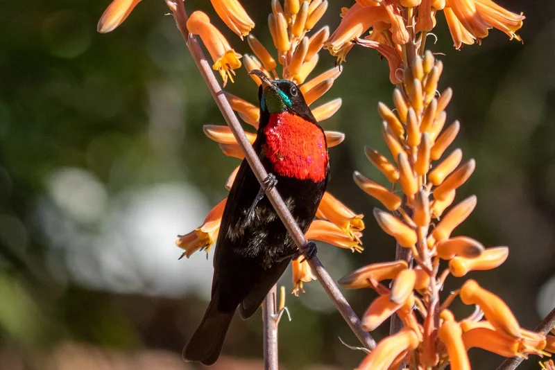 A scarlet-chested sunbird feeding on the orange flowers of an aloe