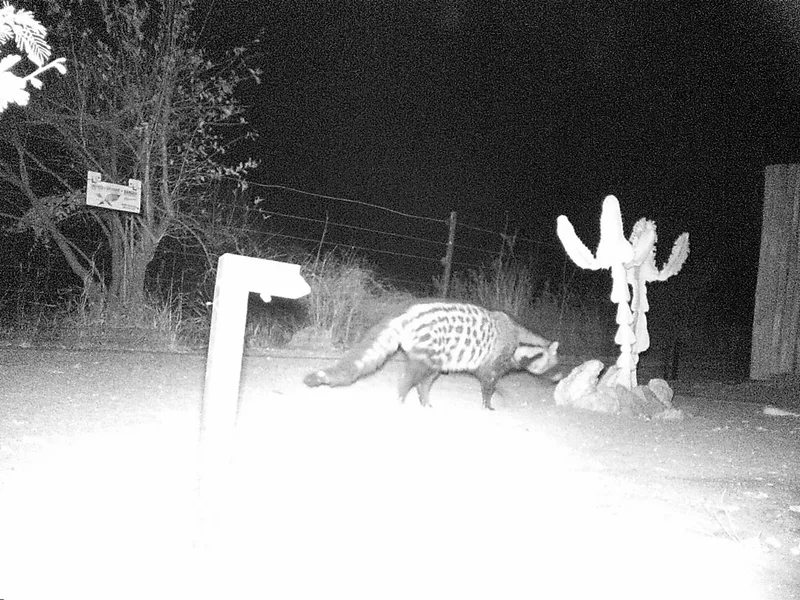 A black and white photo of a cat walking down a road at night.