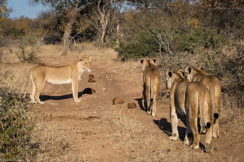 A pride of lions walking together down a sandy track towards the camera