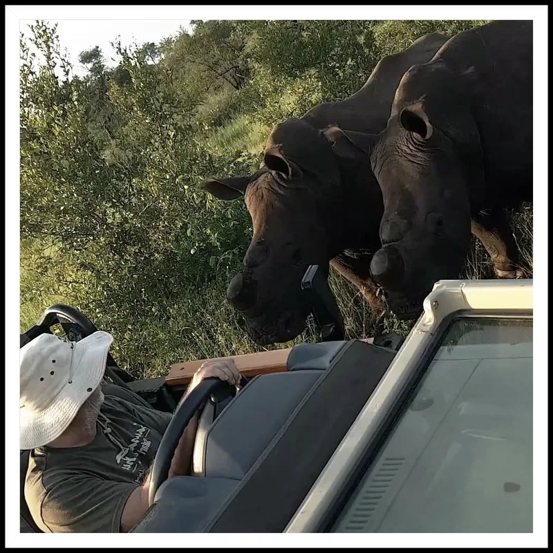 Two buffalo close to the side of a safari vehicle, seen past the driver