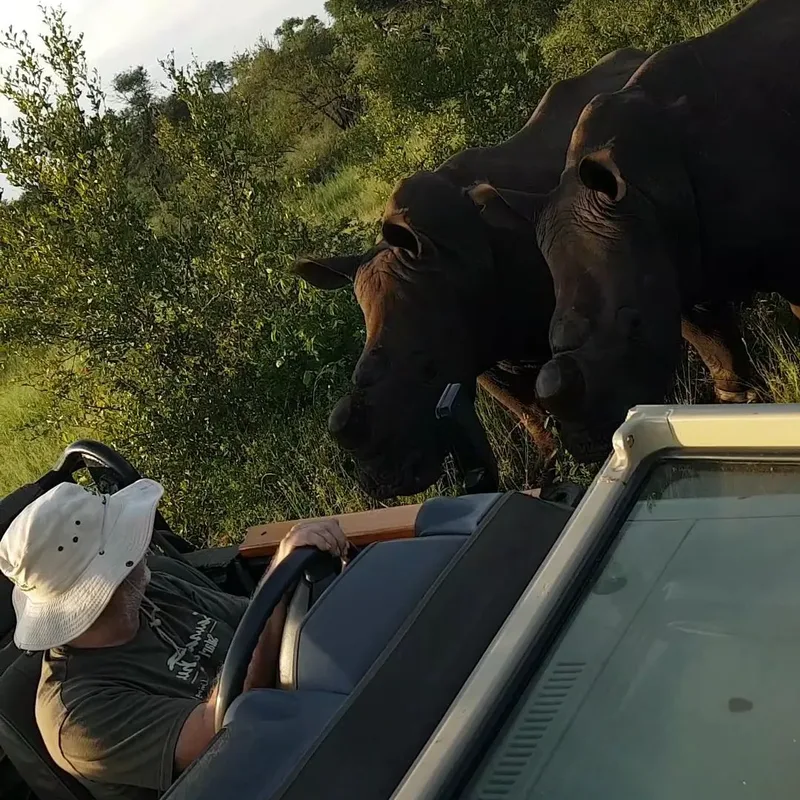 Two buffalo standing close to the side of a safari vehicle, seen from the driver's seat