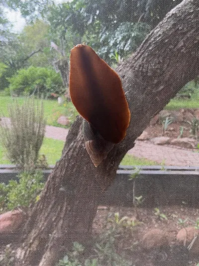 A giant African land snail climbing the trunk of a tree